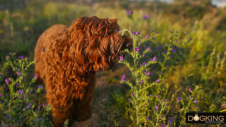 Tips to stop your dog from eating plants